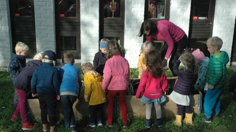 Foto: Gunnar Grøndahl: Ivrige barn fra Nordberg menighets barnehage hjalp diakon Lillian med å høste potetene bak kirkestua