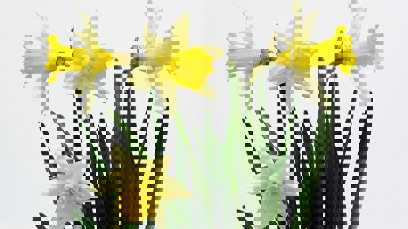 Velkommen til gudstjeneste for store og små (G1) søndag 12. april kl 11