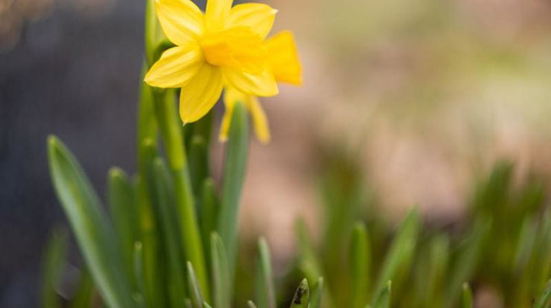 Påskelilje - foto: Kirkerådet