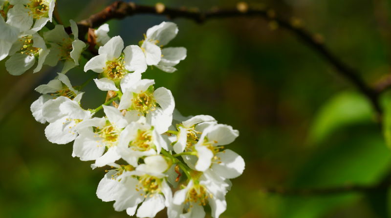 Blomstring. Fotograf: Norunn Edvardsen.