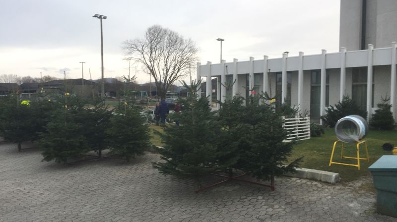 Kjøp kortreist juletre fra oss!