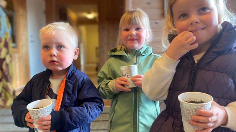 Et Under i en liten kopp; Barna har sådd solsikker av frøene fra i fjor, og venter spent på at de skal vokse frem.