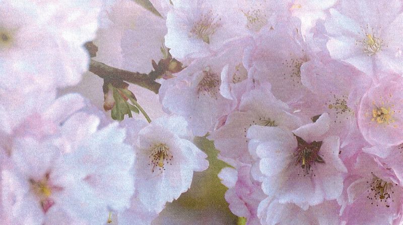 Velkommen til sommerkonsert!