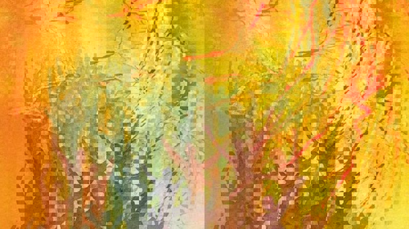 PINSE ER ÅND, HÅP, TRO OG KJÆRLIGHET