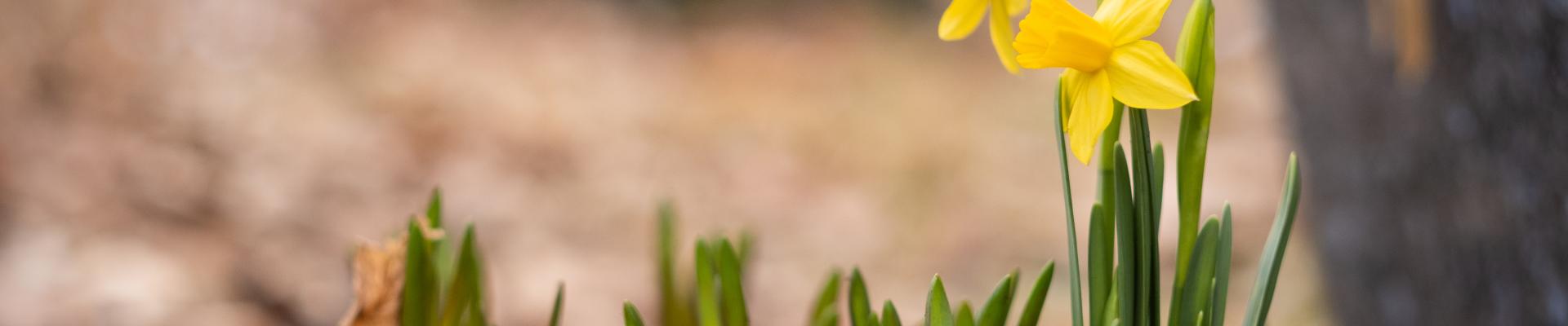 Toppbilde for Tonsen menighet