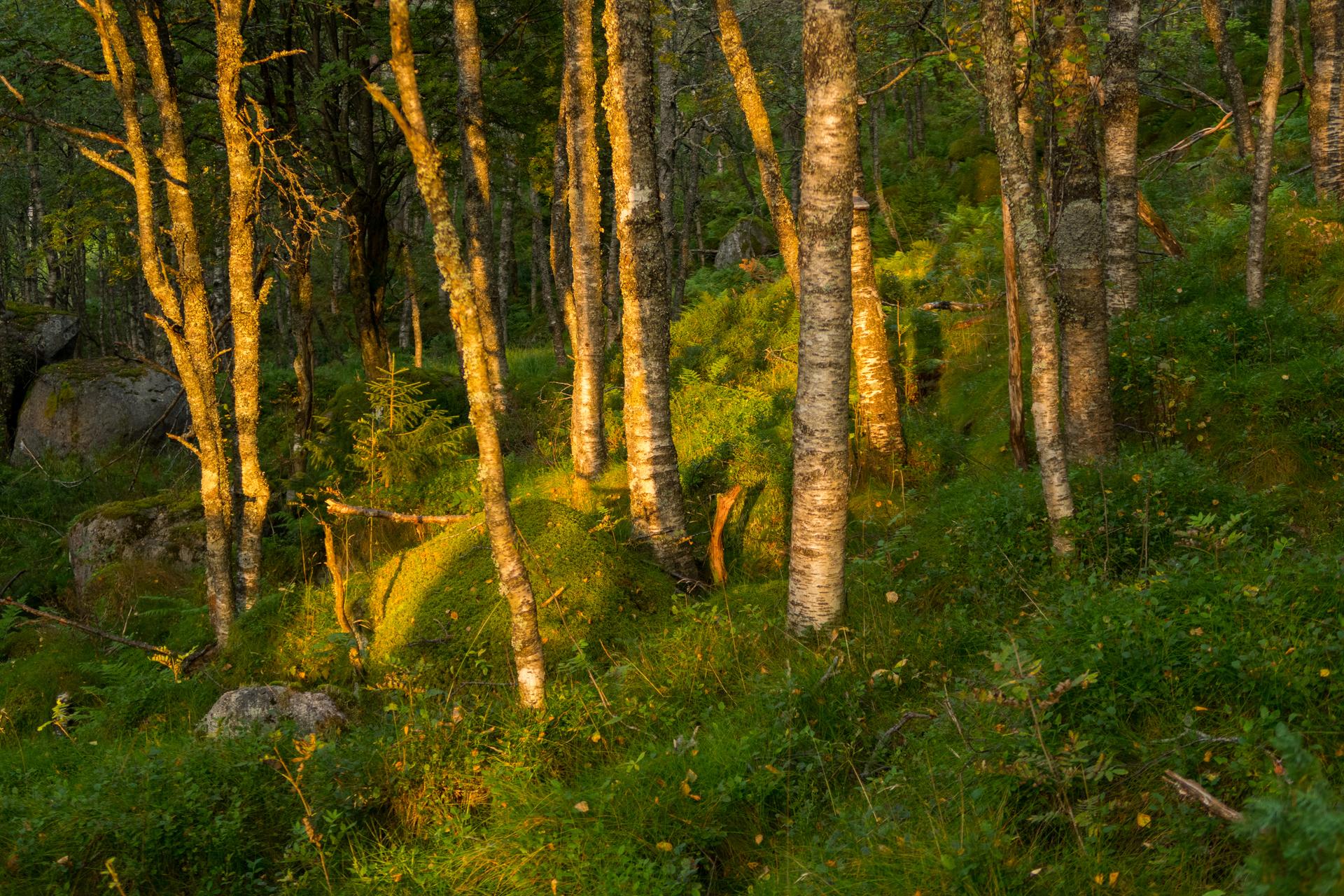 Bjørkeskog - Foto Lars Verket
