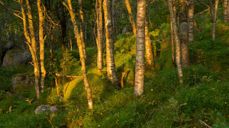 Bjørkeskog - Foto Lars Verket