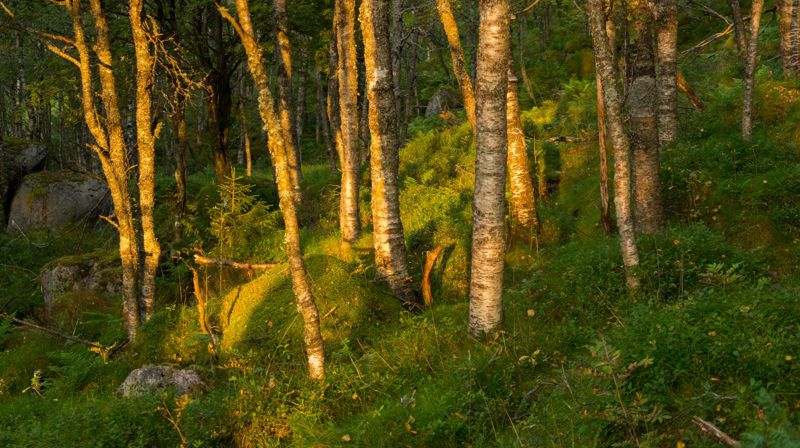Bjørkeskog - Foto Lars Verket