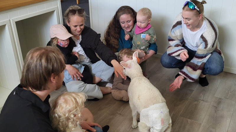 Hvor er du, Krølle?