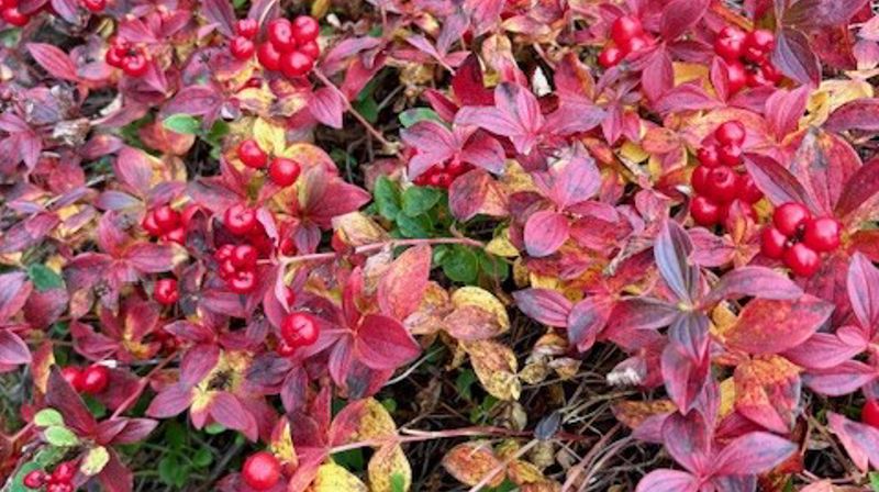 Gudstenester haust 2025