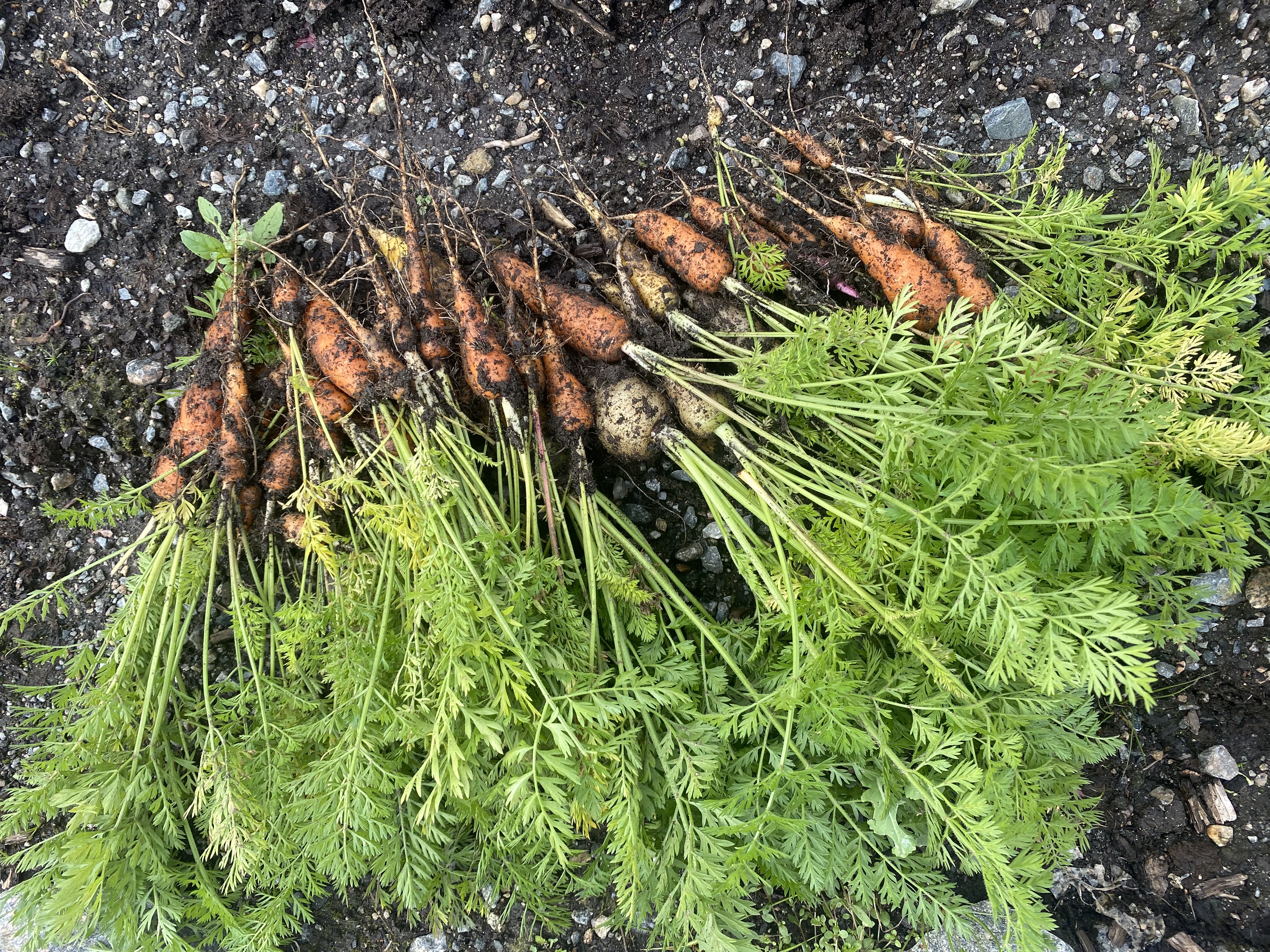 Internasjonal middag