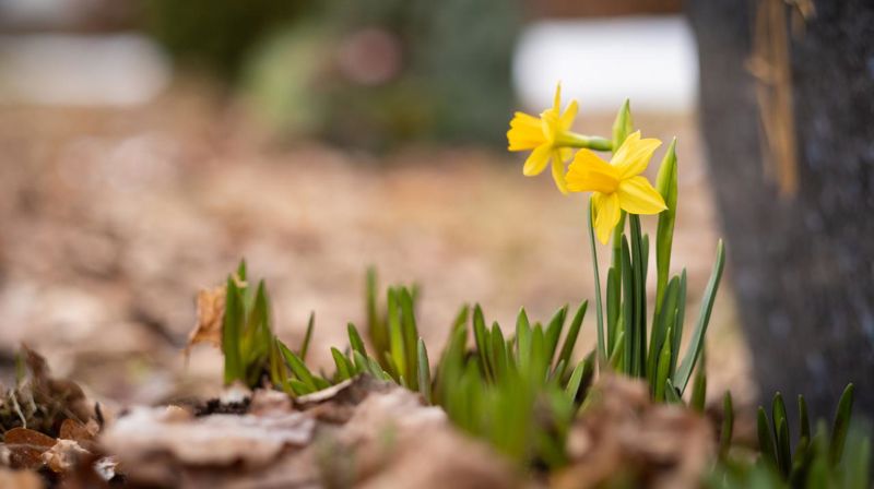 Hagens evangelium - biskopens påskekronikk 2023