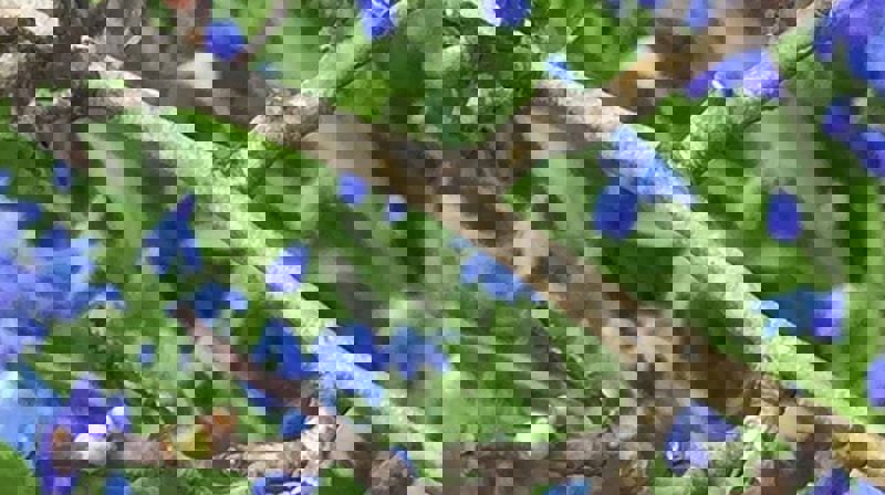 «Du vår med ljose dagar, med lengting, liv og song, du spår at Gud oss lagar ein betre vår ein gong.» E.Blix Foto: Jorun Vang