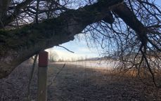 Dette er ei tid der vi støtter hverandre, slik treet lener seg på merkestaven langs pilegrimsleden i Østre Toten. Foto: Jorun Vang