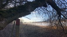 Dette er ei tid der vi støtter hverandre, slik treet lener seg på merkestaven langs pilegrimsleden i Østre Toten. Foto: Jorun Vang