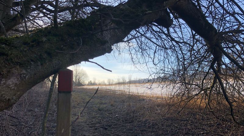 Dette er ei tid der vi støtter hverandre, slik treet lener seg på merkestaven langs pilegrimsleden i Østre Toten. Foto: Jorun Vang