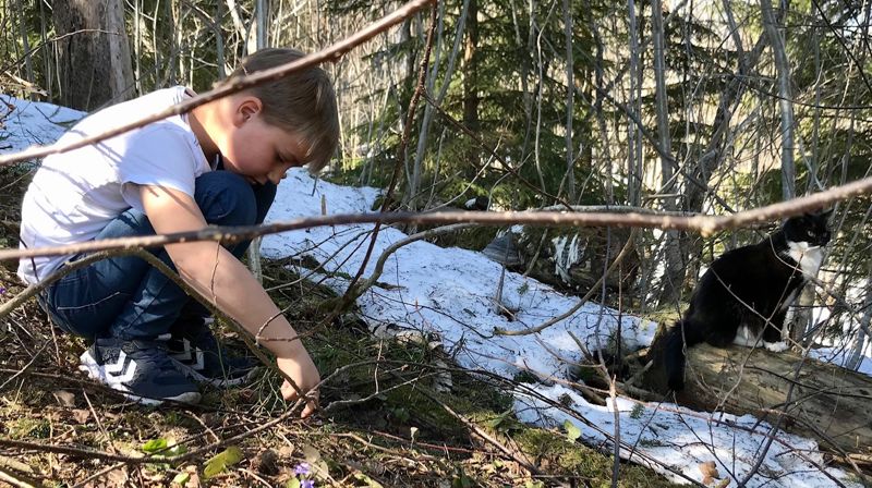 Halvard har funnet en blåveisskog. Foto: Jorun Vang