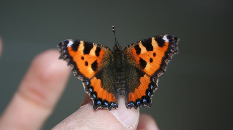 "Du har sikkert opplevd det at plutselig, ut av ingenting, kommer en sommerfugl og setter seg hos deg. Det er noe magisk med et sånt øyeblikk. " Foto: @rapha67 fra Pixabay.com