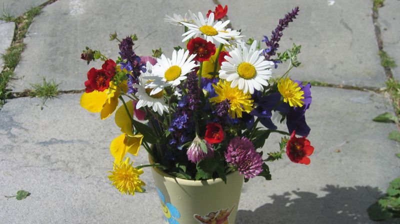 Markblomster gir et bilde på mangfoldet. Foto: LTB