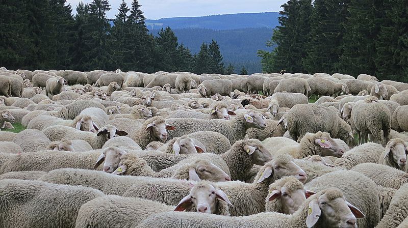 Hva som skjer om en mann som eier hundre sauer har en som går seg vill? Da forlater han de nittini og leter til han finner den som er borte. Foto fra pixabay.com