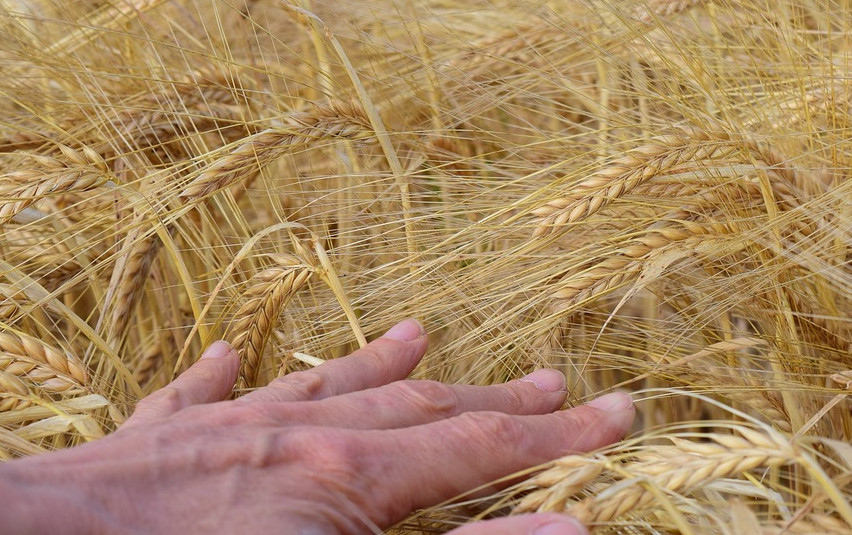 "Sanser". Foto fra pixabay.com/no