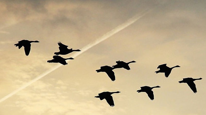 "Gjessene kommer i plogform. Hver gås på sin plass". Foto fra Pixabay.com/no