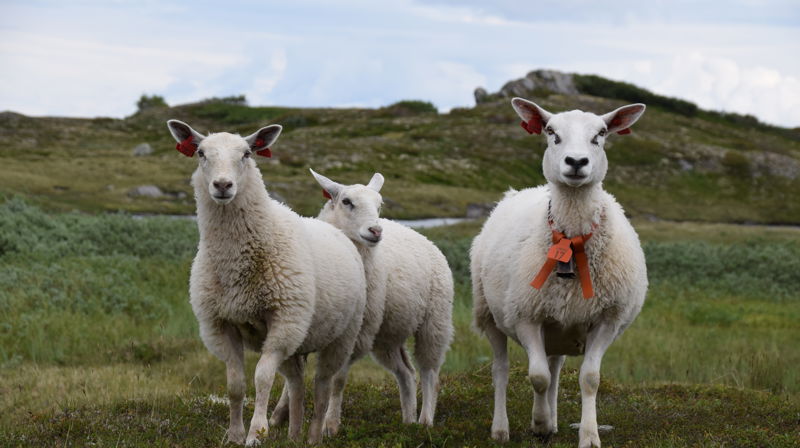 - Jeg tar vare på dere, akkurat som en hyrde tar vare på sauene sine. Foto: Tonje Eriksen Askeland