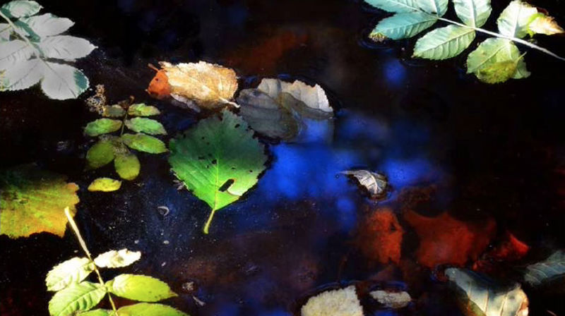 Handling gir håp! Skaperverkets dag 2021