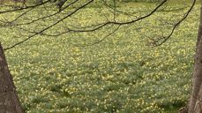 – Faktum er at den endelige døden måtte vike for Gudsrikets krefter, skriver Ingeborg Midttømme i en betraktning på tredje påskedag. Foto er fra påskeliljemarka ved Aukra kirke. (foto: Ingeborg Midttømme)