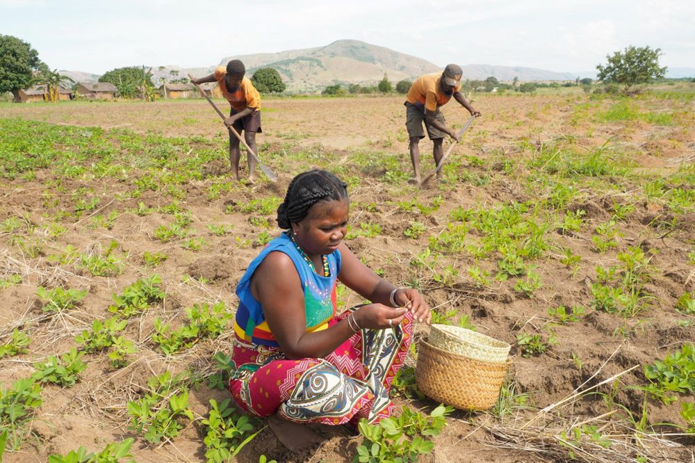 Jordbruk og matsikkerhet på Madagaskar (Foto: Pierrot Men)