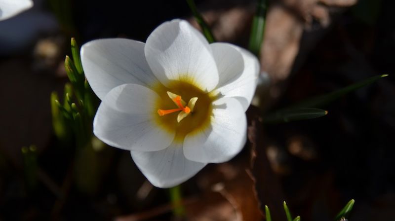 Å være et medmenneske