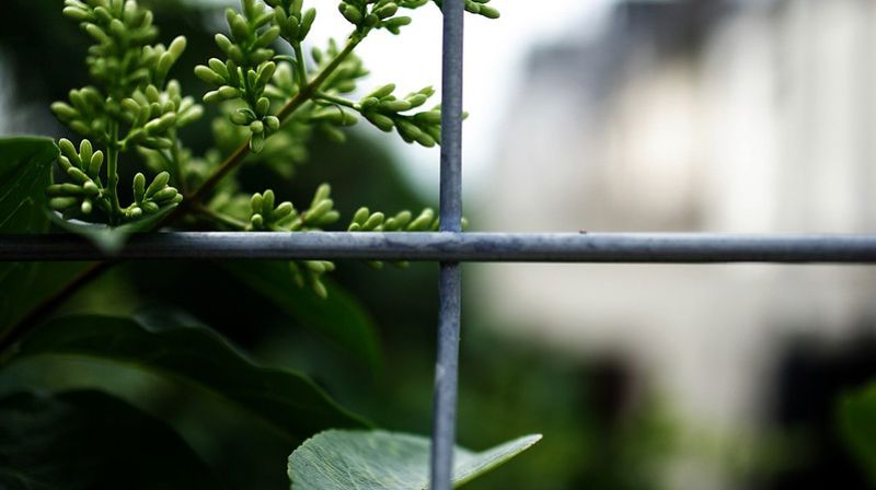 Foto: Tididi, CC, flickr