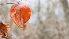 Foto: Emily Carlin, CC, flickr