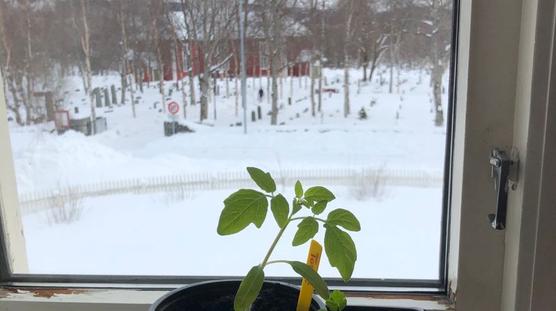 Kvinners glede i en urolig tid