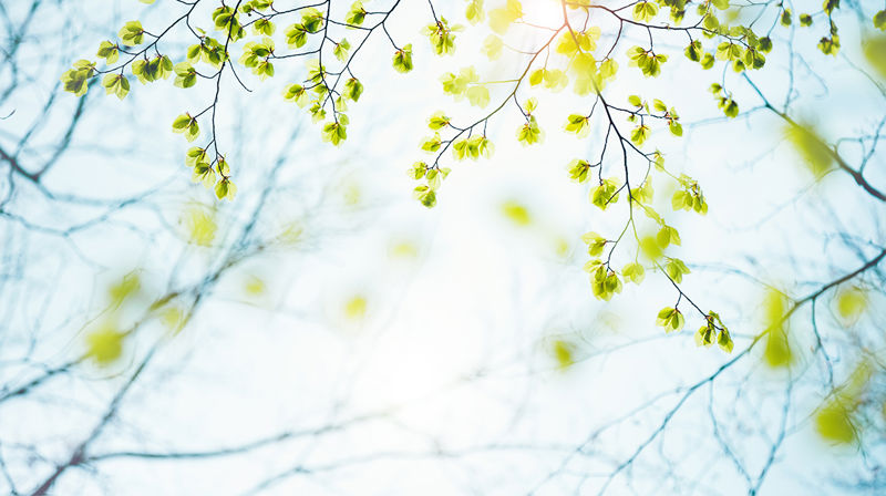 Livets seier – påskedagens tekst