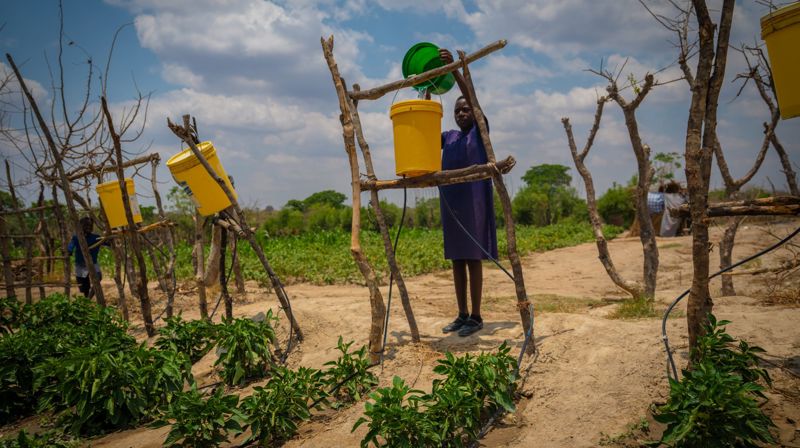Folk i Zambia som har deltatt i Kirkens Nødhjelps opplæring i klimasmart landbruk, har klart å dyrke mat gjennom tørken i fjor. Foto: Kirkens Nødhjelp