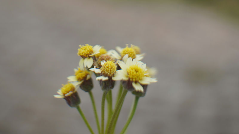 Utegudsteneste, Kaffivika