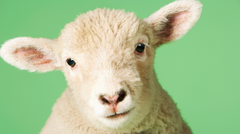 Krøllesamling 2-3 år