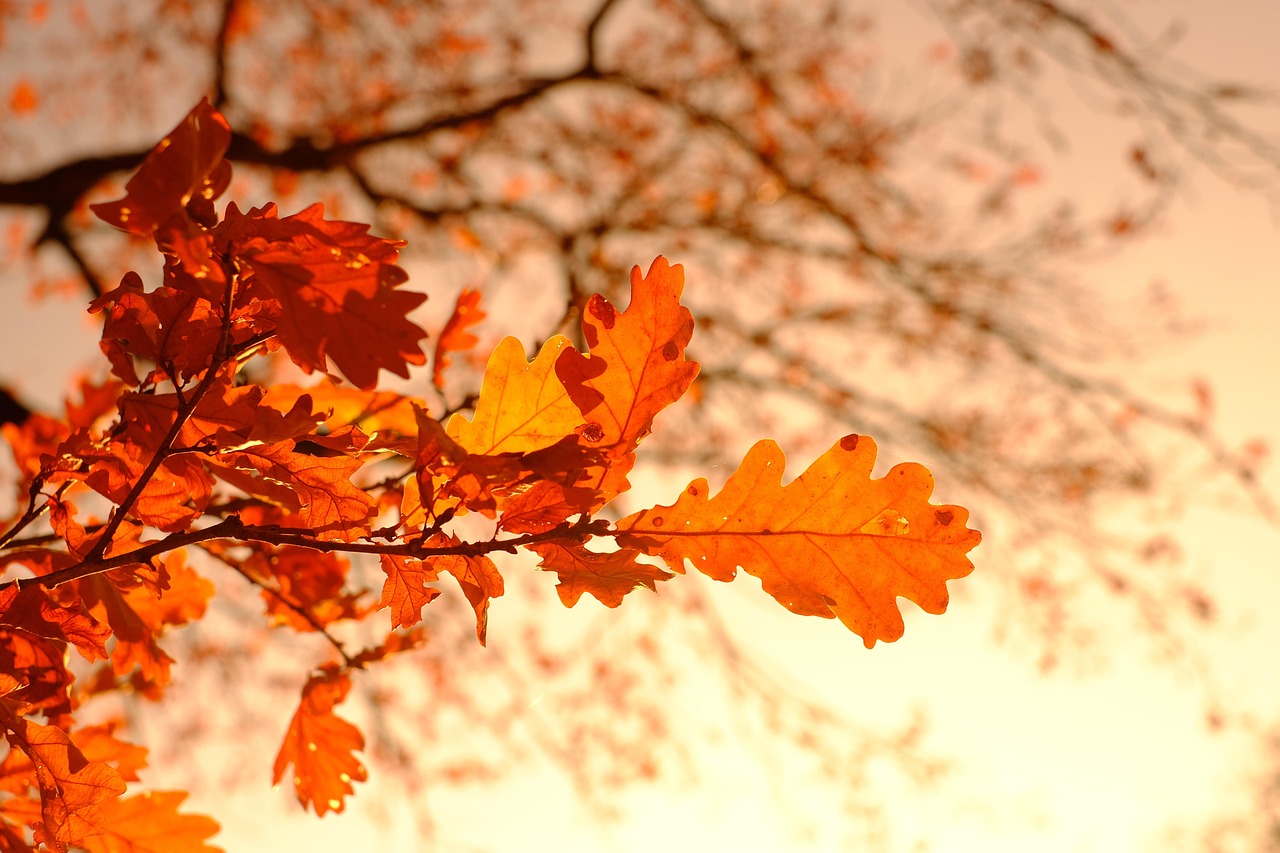 Foto: Pixabay