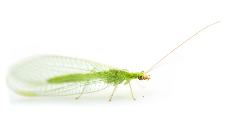 Foto: Erling Fløistad