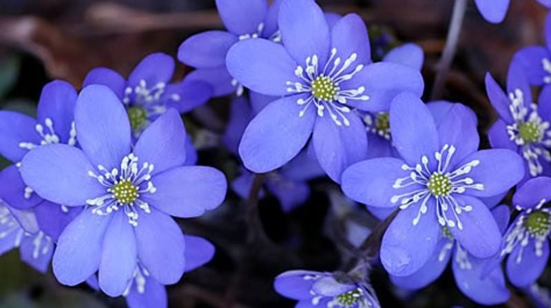 Velkommen til sommerfest søndag 18.juni