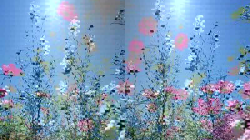 Bilde: Blomster i sol