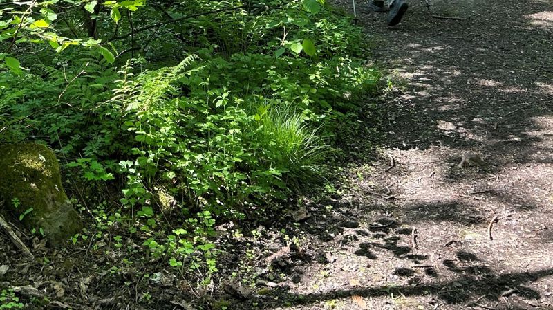 Om pilegrimsvandring