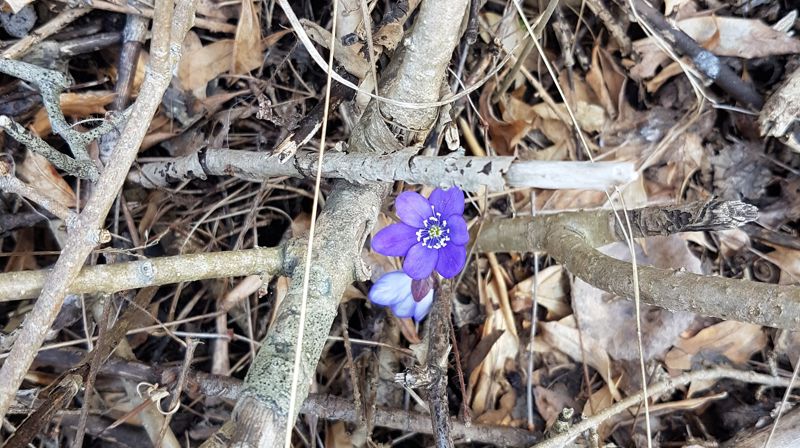 Fastetid i Asker menighet