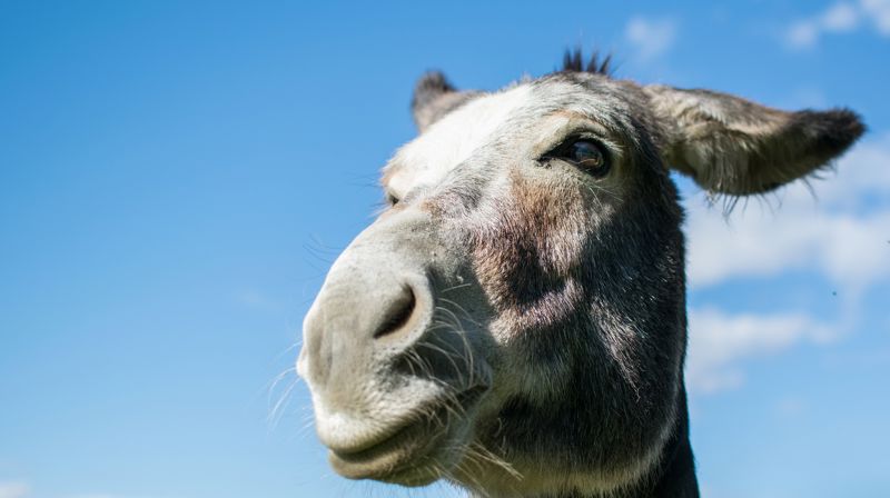 Foto: Andrea Bolis, Pixabay