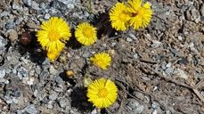 Hestehov. Foto: Karoline Astrup