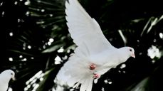 Duen er et av pinsens symboler.