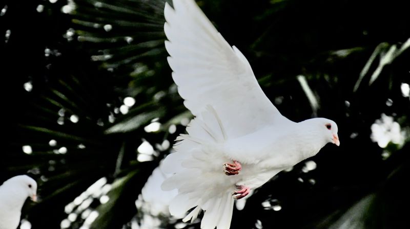 Duen er et av pinsens symboler.