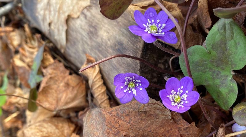 Vårdugnad tirsdag 7. mai