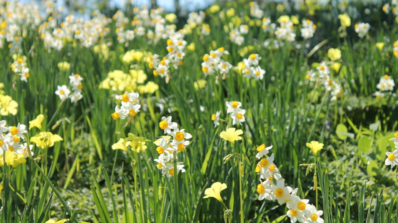 Pinsedag 5. juni klokken 11.00